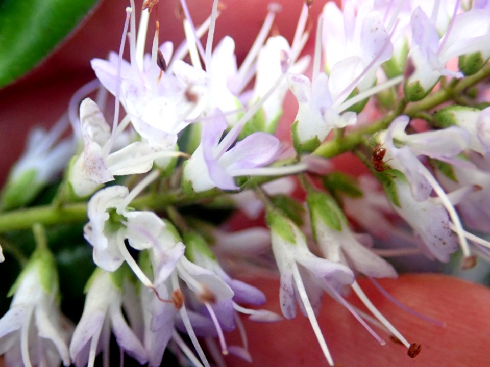 Veronica bishopiana flowers