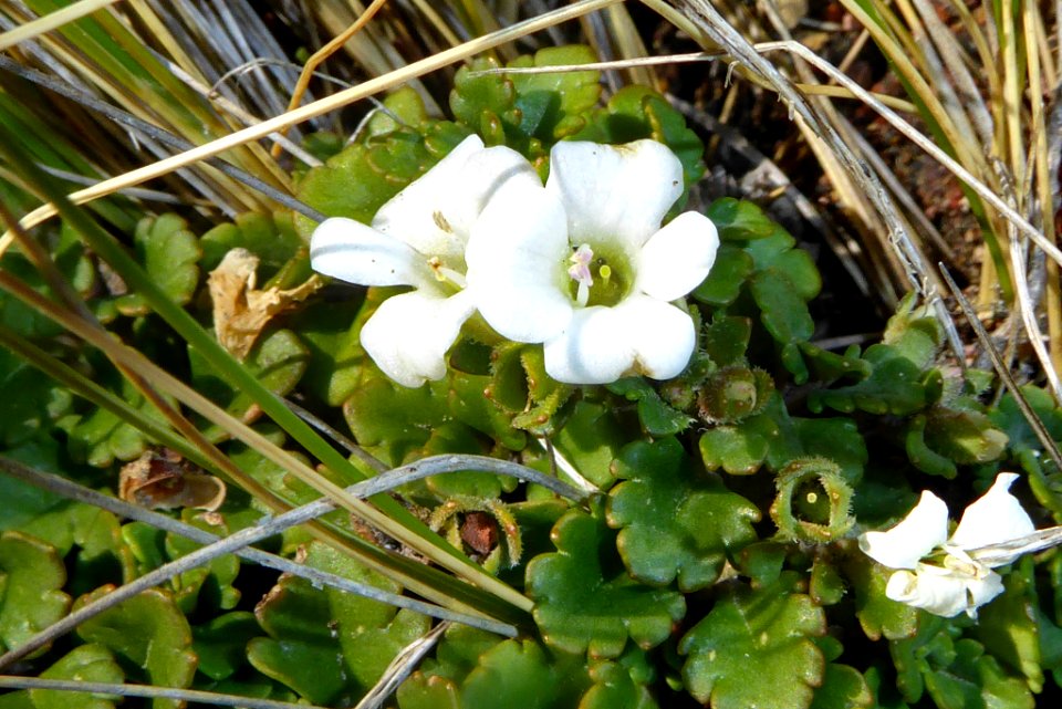 Veronica spathulata by Peter de Lange