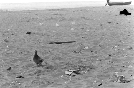 Verontreinigd strand (papier op strand), Bestanddeelnr 920-5348