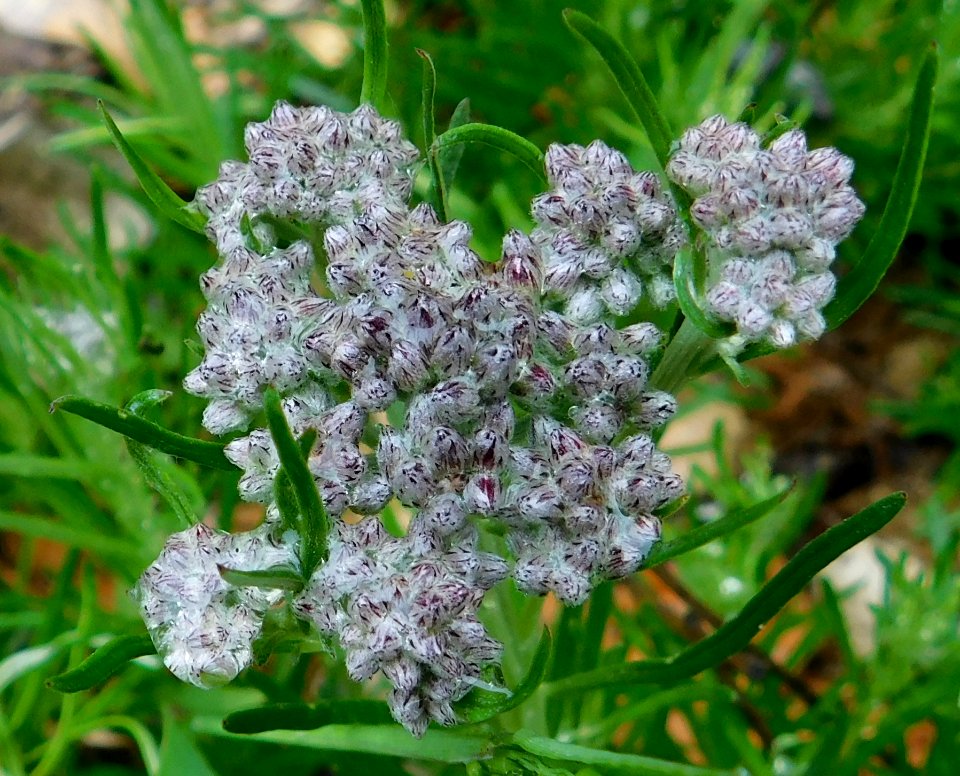 Vernonia capensis