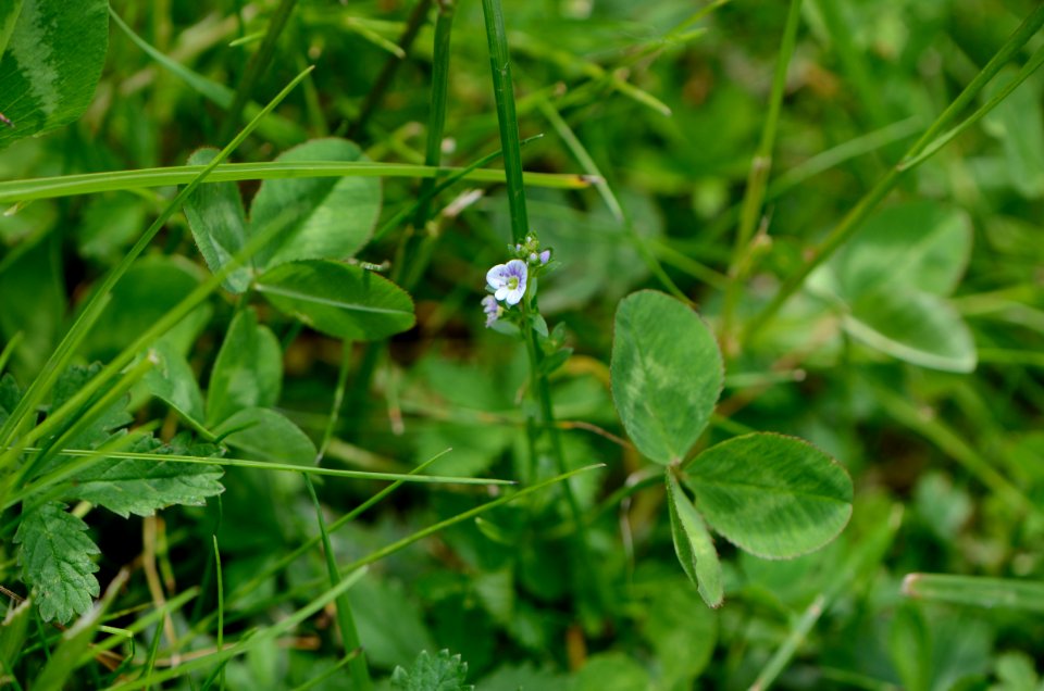 Veronica serpyllifolia flowering