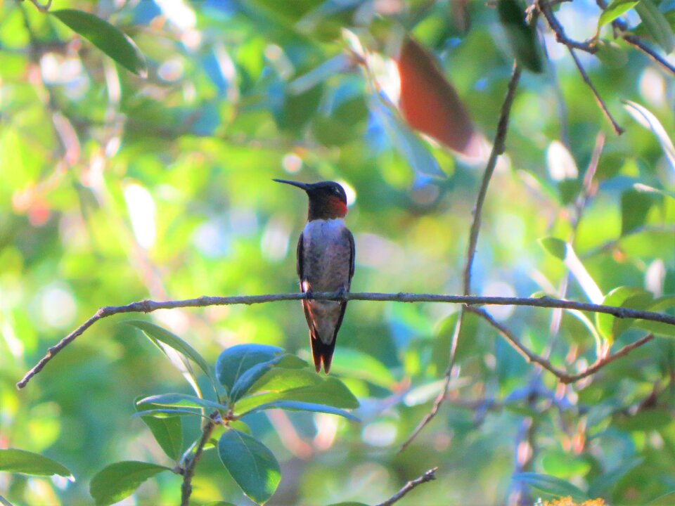 Hummingbird red throat wildlife