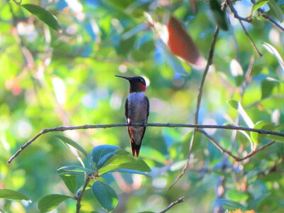 Hummingbird red throat wildlife photo