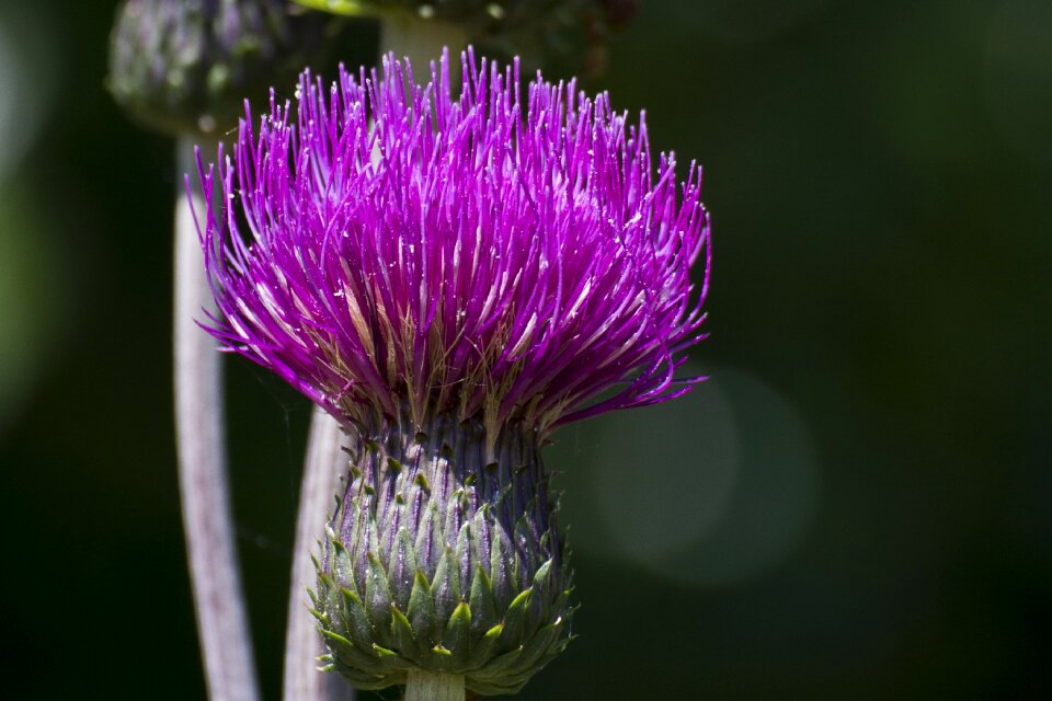 Flower thistle purple flower