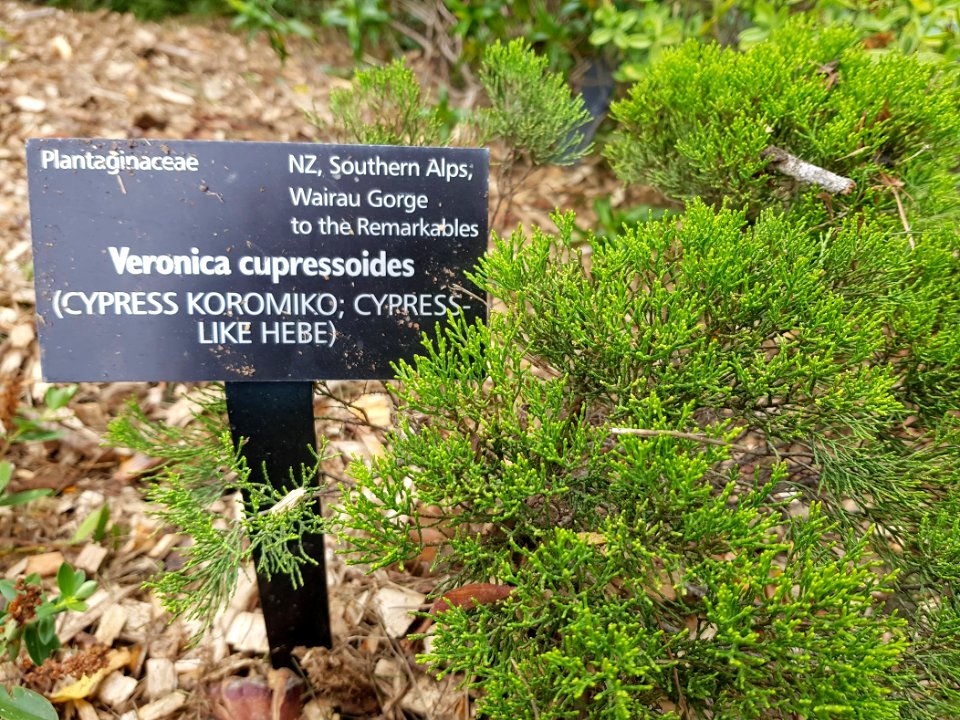 Veronica cupressoides at WBG