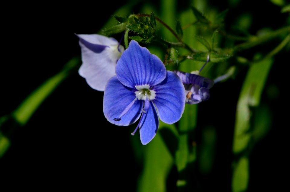 Veronica chamaedrys flower