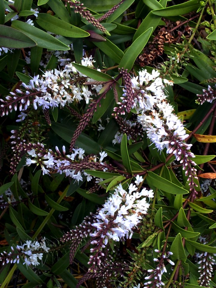 Veronica bishopiana inflorescence