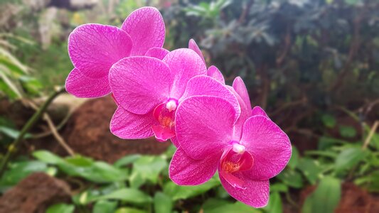 Plant flowers nature