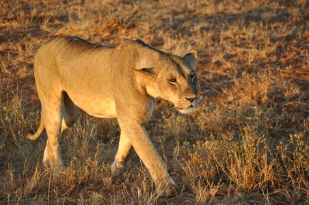 Nature wild lion photo