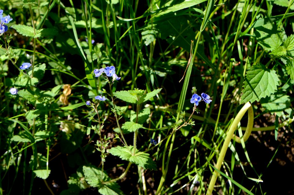 Veronica chamaedrys habitus