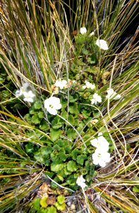 Veronica spathulata2 by Peter de Lange