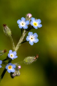 Nature flower blue photo