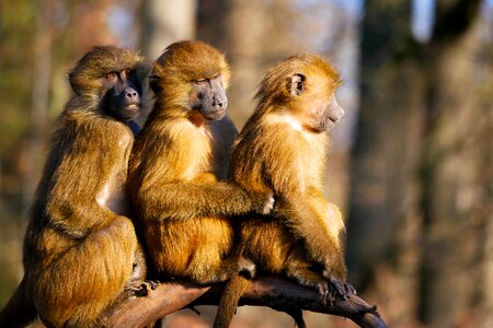 Sphinx-baboon girlfriends sit