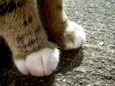 Cat's paw paws head drawing