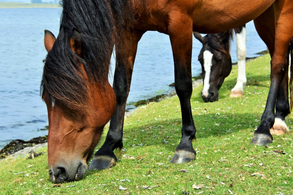 Moons pasture water