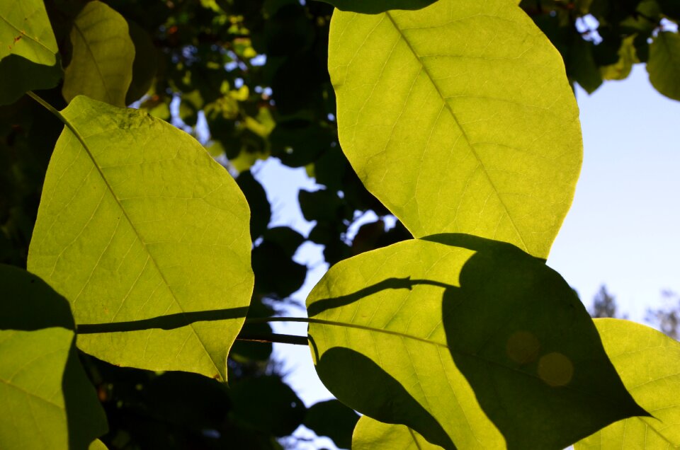 Green leaf green light