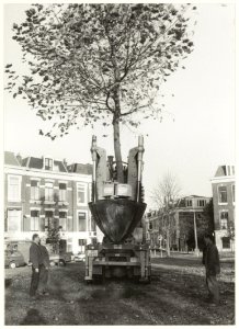 Verplaatsen bomen. NL-HlmNHA 54032263