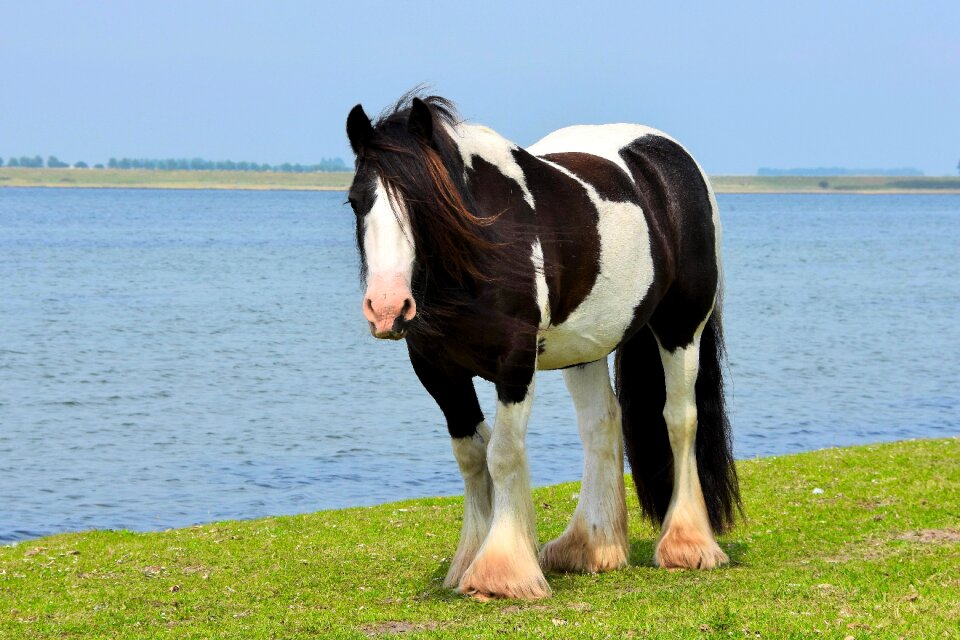 Flocked pasture water