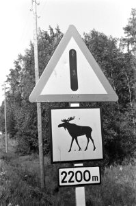 Verkeersbord 'Pas op, elanden', Bestanddeelnr 920-4669