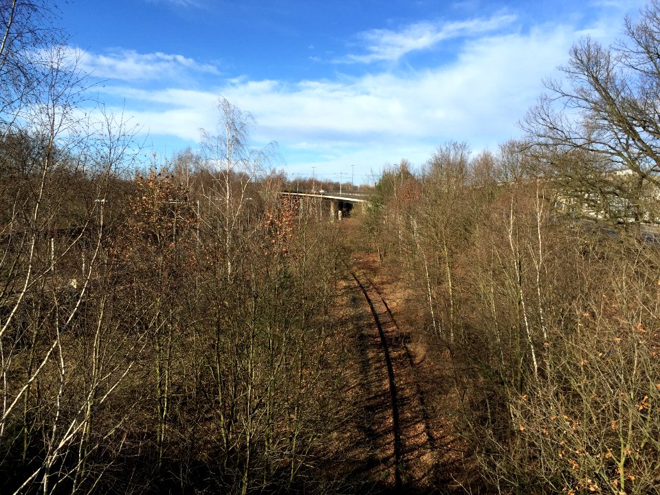 Verwildertes Gleis Bahnhof Industriegelände Dresden