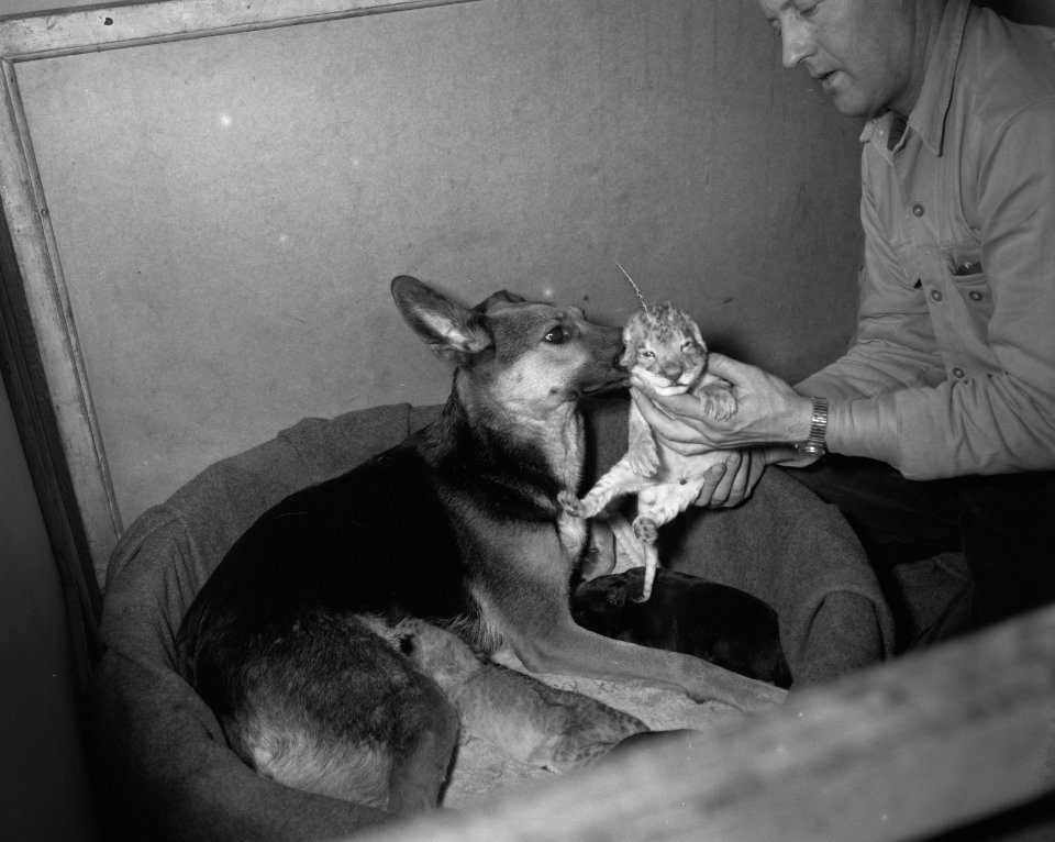 Verstoten leeuwtjes in Artis amsterdam hebben een hondenmin de herder Martha met, Bestanddeelnr 910-2084