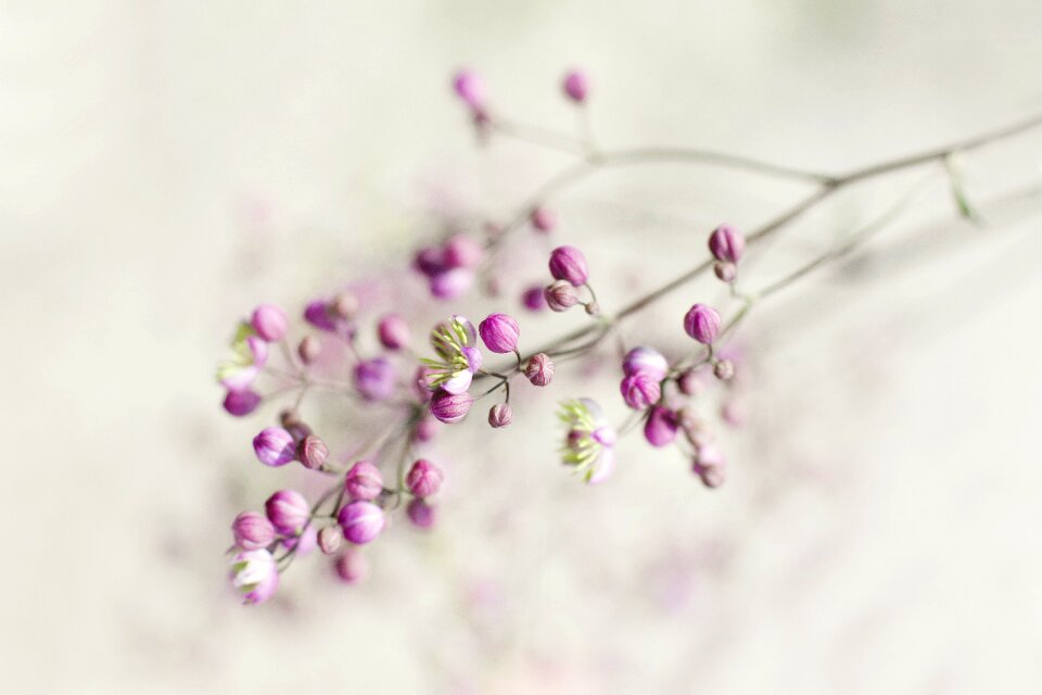 Pink white small