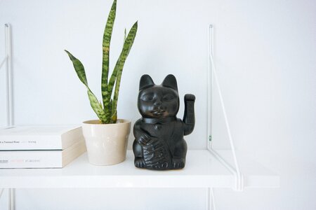 Plants flowerpot books