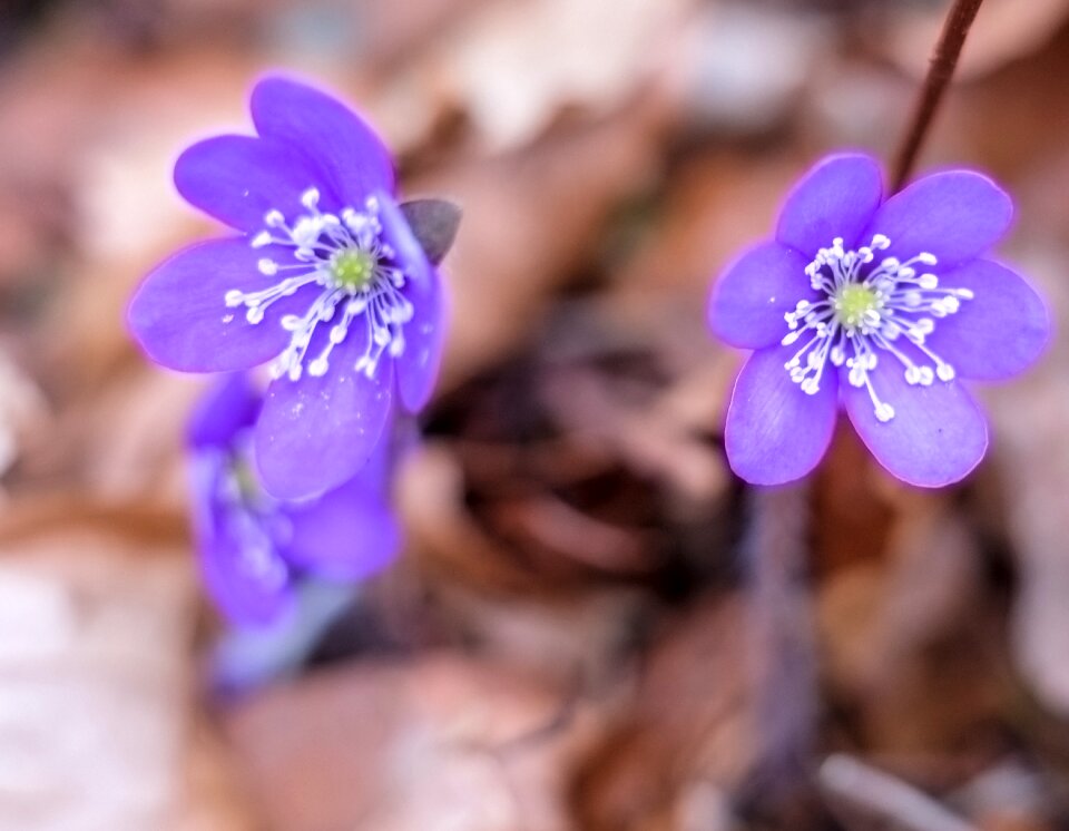 Anemone floral hepatica