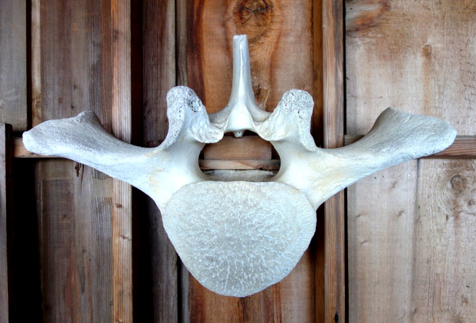 Vertebra of California gray whale - Mendocino Coast Botanical Gardens - DSC02162
