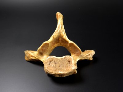 Vertebra - thoracicae (from below) photo