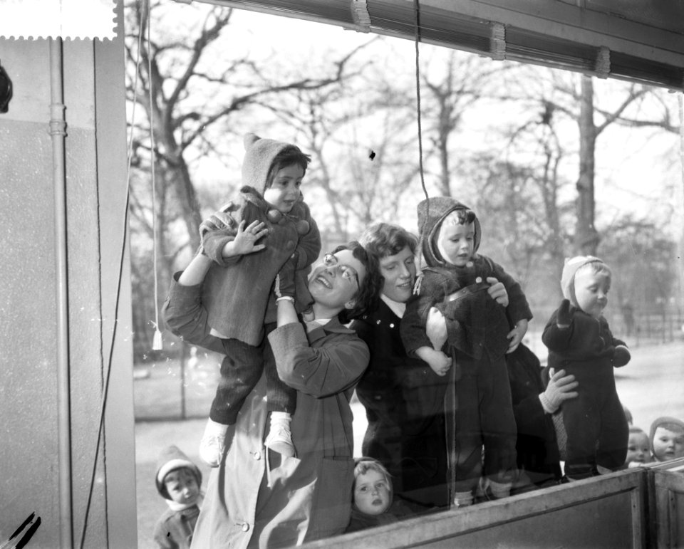 Verstoten leeuwtjes in Artis amsterdam hebben een hondenmin belangstelling voor , Bestanddeelnr 910-2087