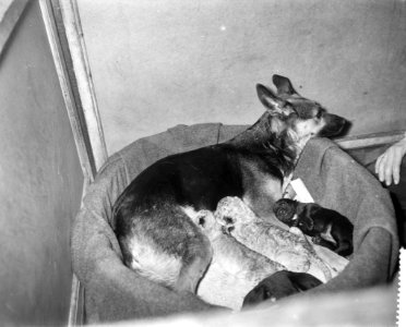 Verstoten leeuwtjes in Artis amsterdam hebben een hondenmin de herder Martha met, Bestanddeelnr 910-2086