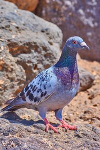 Bird animal world wild