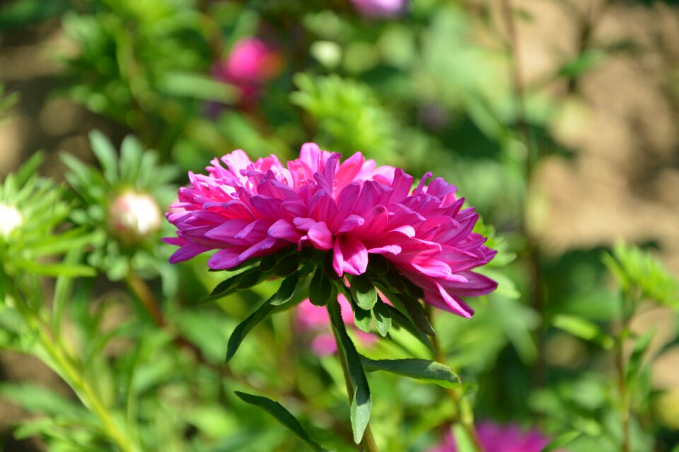 Nature garden purple flower