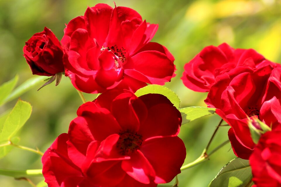 Flowers pollen red