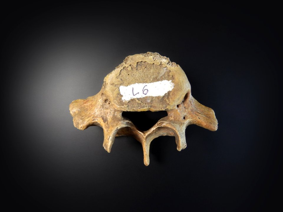 Vertebra - lumbales (superior view)