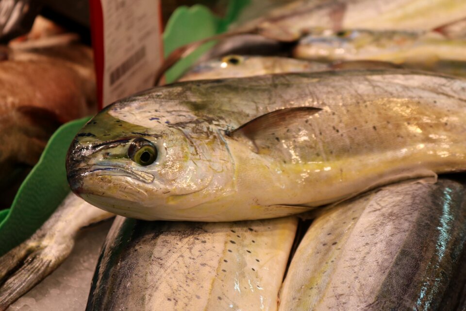 Palma palma de mallorca mercat de l'olivar