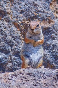 Animal world cute small