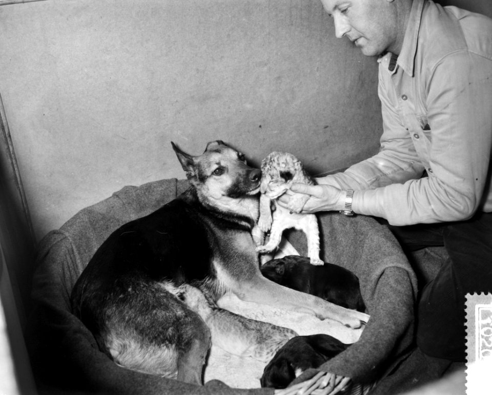 Verstoten leeuwtjes in Artis amsterdam hebben een hondenmin de herder Martha met, Bestanddeelnr 910-2085