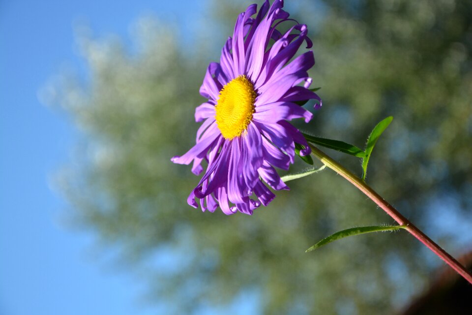 Purple nature flower garden