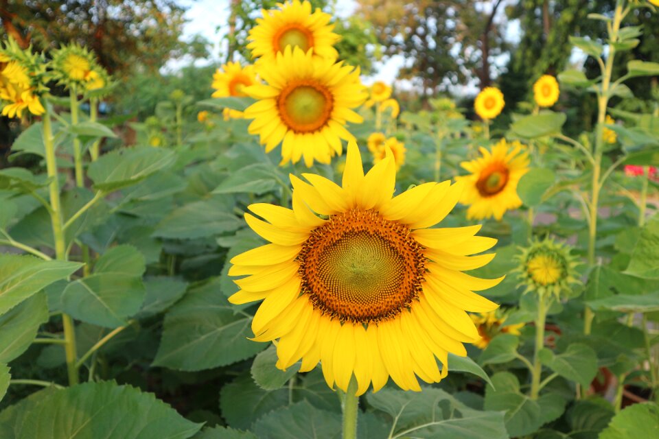 Sunflower flowers yellow