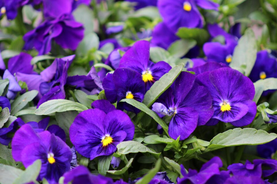Summer nature spring