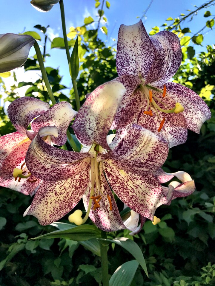 Garden nature plant