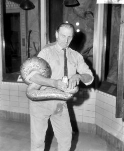 Verzorger J. van Maarsel bezig met het vervoer van een python, Bestanddeelnr 918-4208