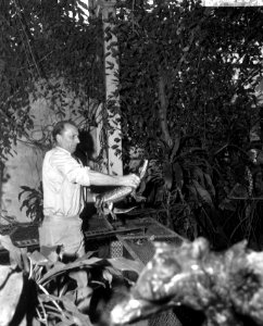 Verzorger J. van Maarsel bezig met het verhuizen van een van de reptielen, Bestanddeelnr 918-4209