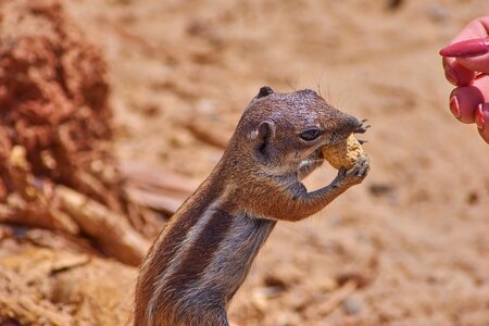 Peanut nature animal world
