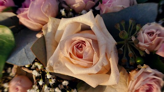 Wedding romance pink roses photo