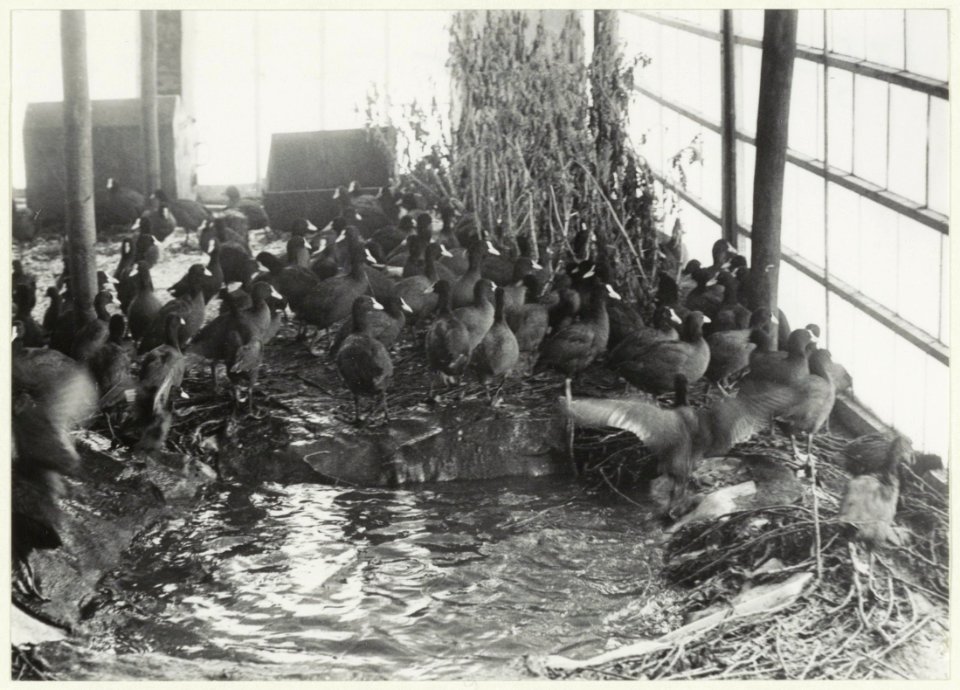 Verzorging watervogels inde kassen van de stadskweektuin, NL-HlmNHA 54008964