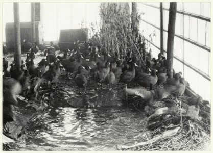 Verzorging watervogels inde kassen van de stadskweektuin, NL-HlmNHA 54008964
