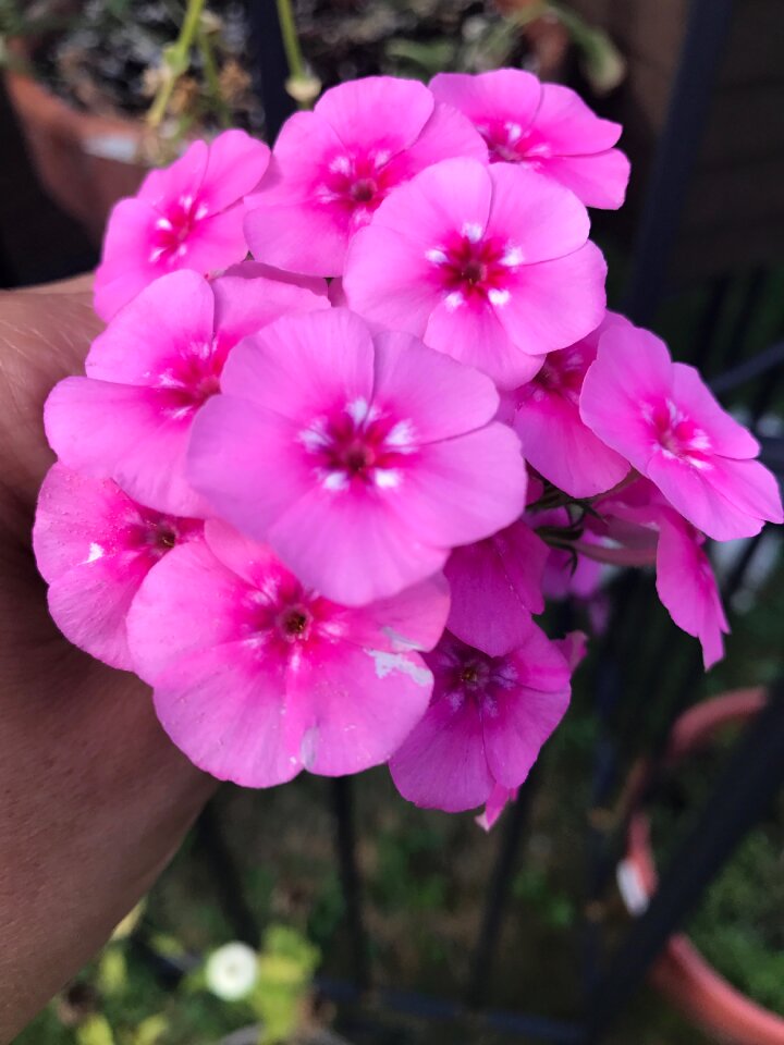 Blossom garden plant